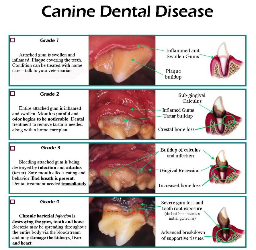 Dental-Disease Better