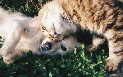 image for Springtime Garden Dangers for your Pet
